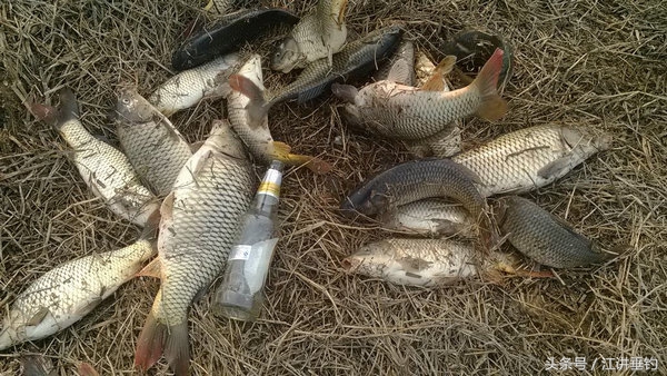 怎么选择鲤鱼饵,最便宜的鲤鱼饵配方