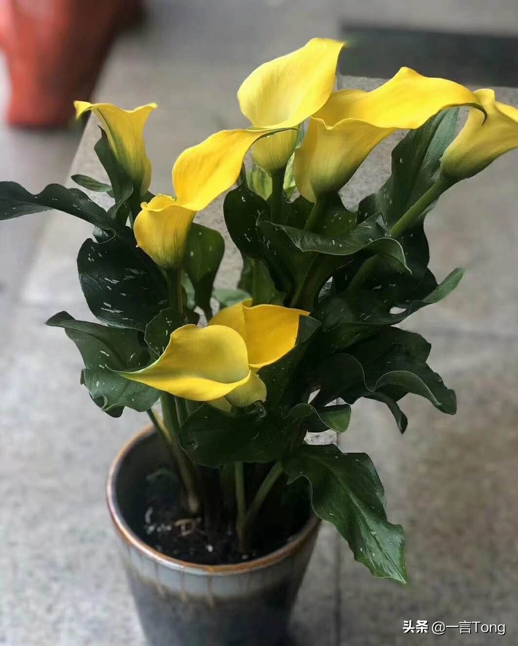 高贵雅致马蹄莲,高贵优雅马蹄莲永生花