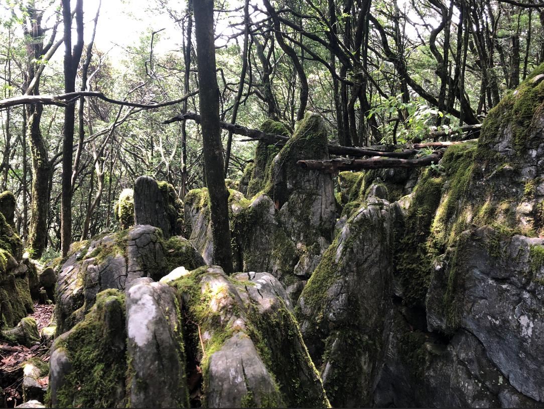 金佛山西坡两日游攻略,金佛山夏季两日游