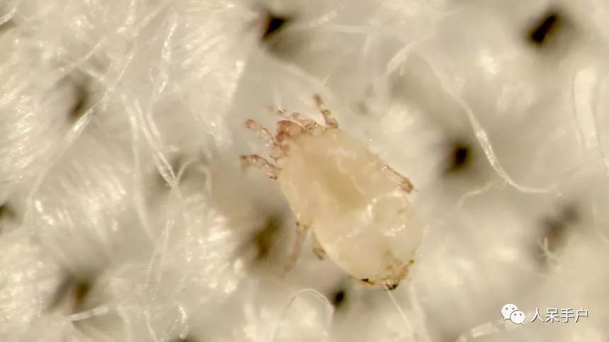 除螨那些事儿,关于除螨的那些事