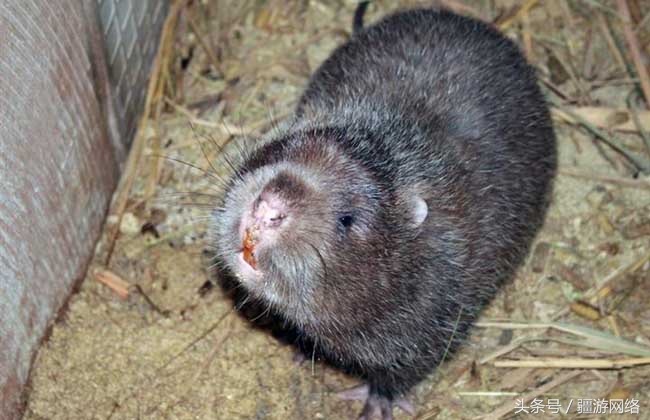 竹鼠一般多少只,竹鼠一般有多少只