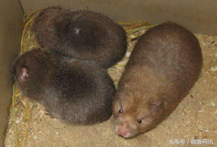 竹鼠一般多少只,竹鼠一般有多少只