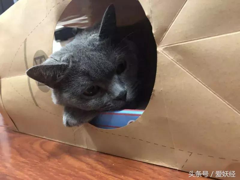 怎么让猫咪爱上猫抓板,猫咪喜欢猫抓板的表现