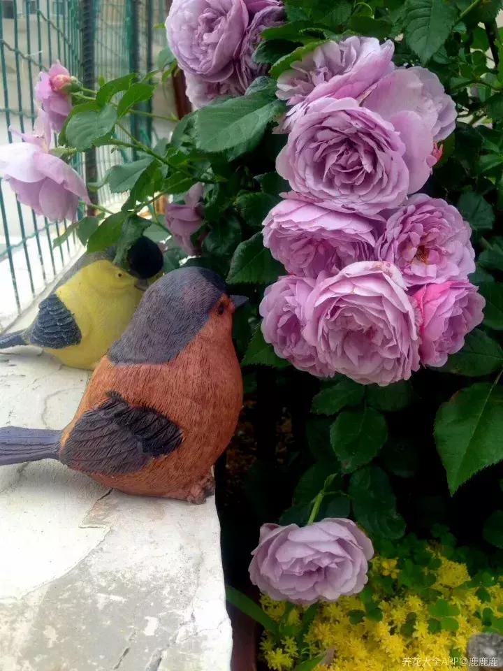 如何防止盆底烂根发生,十种不烂根的盆底垫