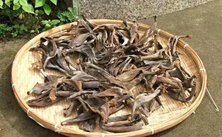 如何防止盆底烂根发生,十种不烂根的盆底垫