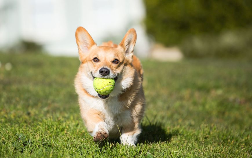 最受欢迎宠物狗品种排行榜前十名,十大名犬哈士奇