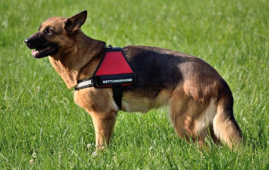 最受欢迎宠物狗品种排行榜前十名,十大名犬哈士奇