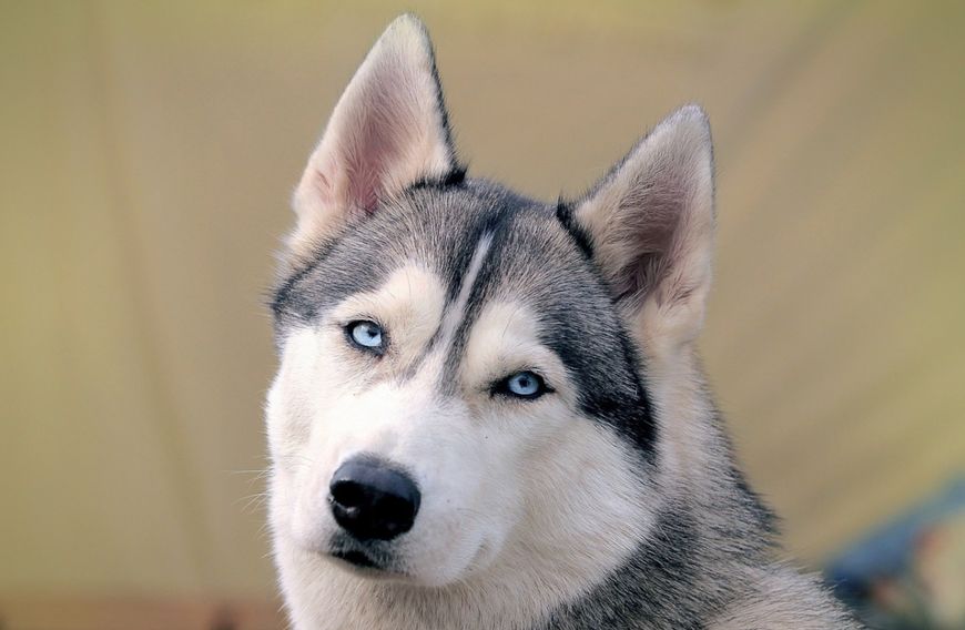 最受欢迎宠物狗品种排行榜前十名,十大名犬哈士奇