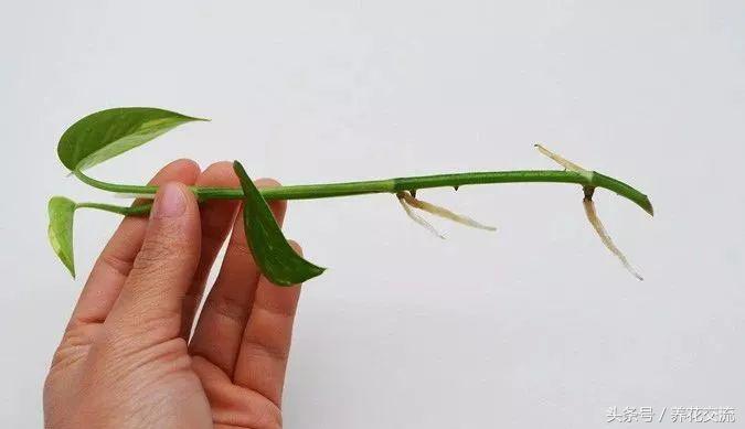 绿萝扦插快速生根方法水养,绿萝的扦插方法水培快速生根
