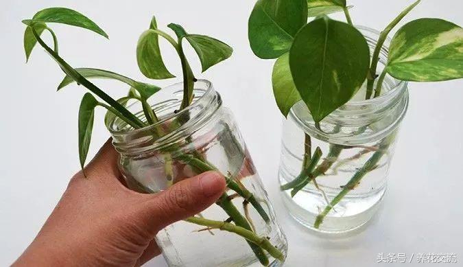 绿萝扦插快速生根方法水养,绿萝的扦插方法水培快速生根