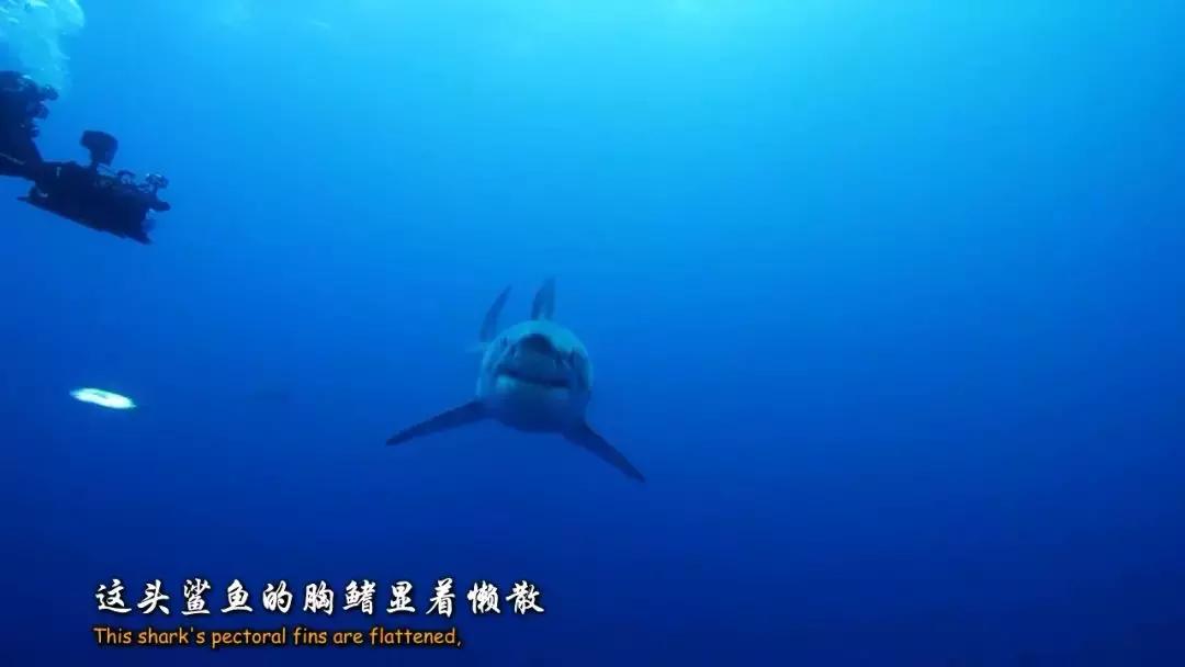 如果没有这部9.6，血腥猎奇的电影还要骗我们多久？