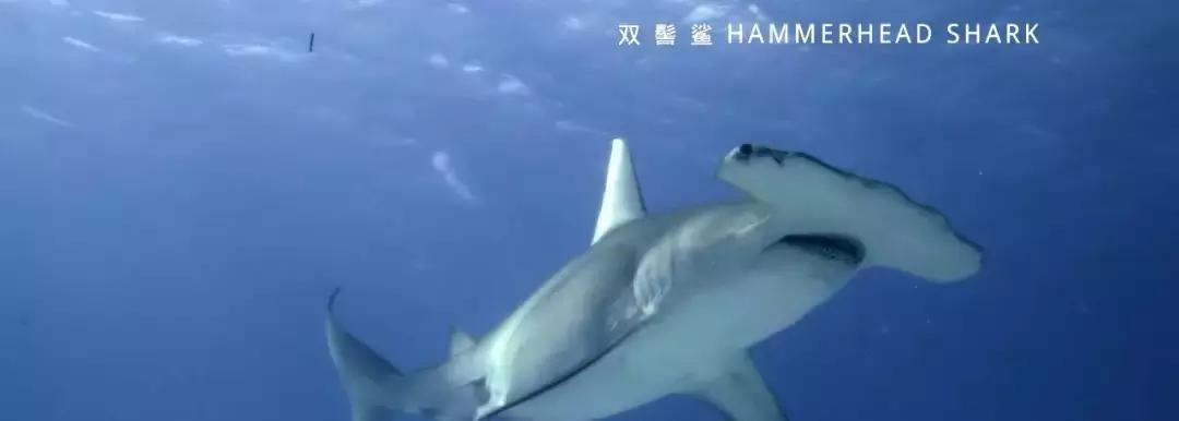 如果没有这部9.6，血腥猎奇的电影还要骗我们多久？