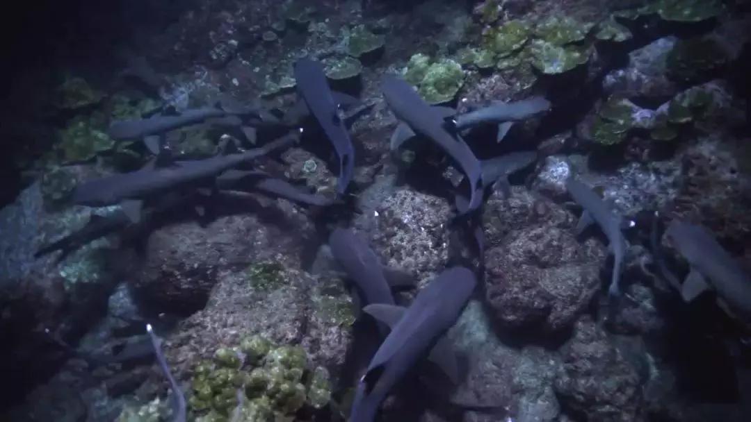 如果没有这部9.6，血腥猎奇的电影还要骗我们多久？