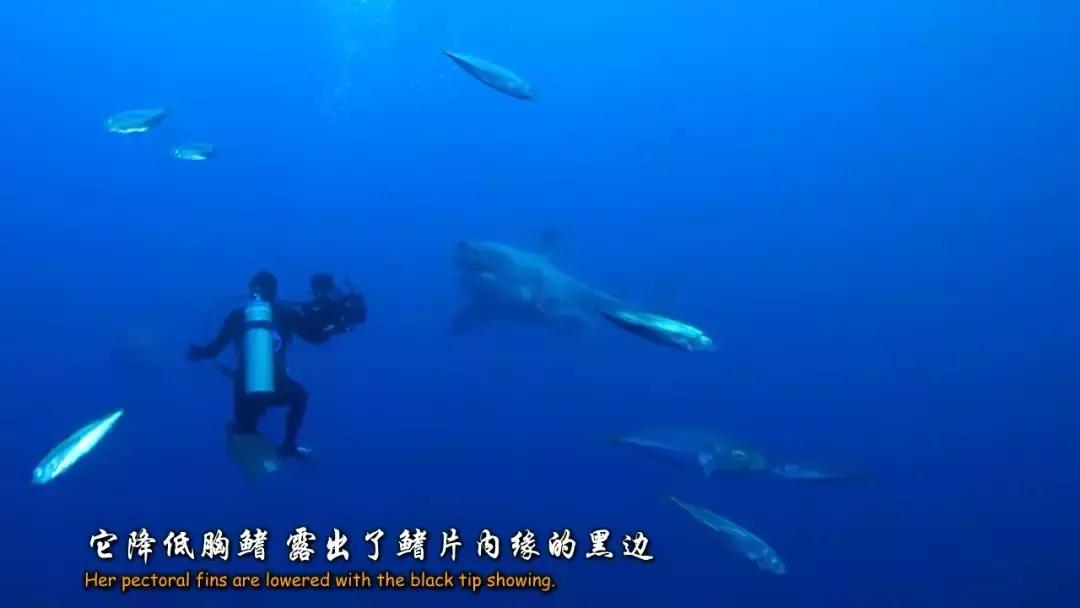 如果没有这部9.6，血腥猎奇的电影还要骗我们多久？