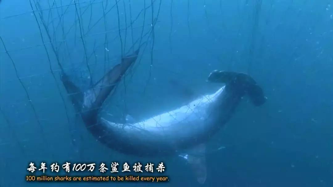 如果没有这部9.6，血腥猎奇的电影还要骗我们多久？