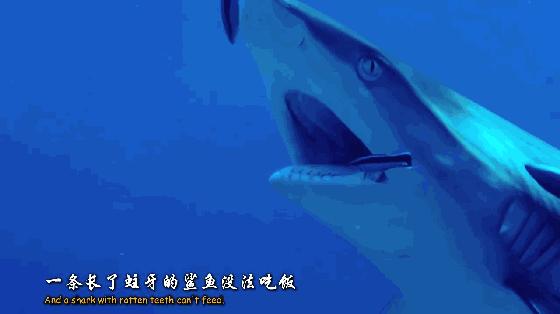 如果没有这部9.6，血腥猎奇的电影还要骗我们多久？