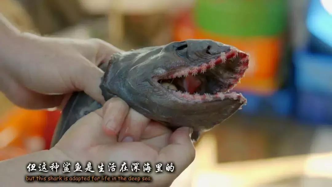 如果没有这部9.6，血腥猎奇的电影还要骗我们多久？