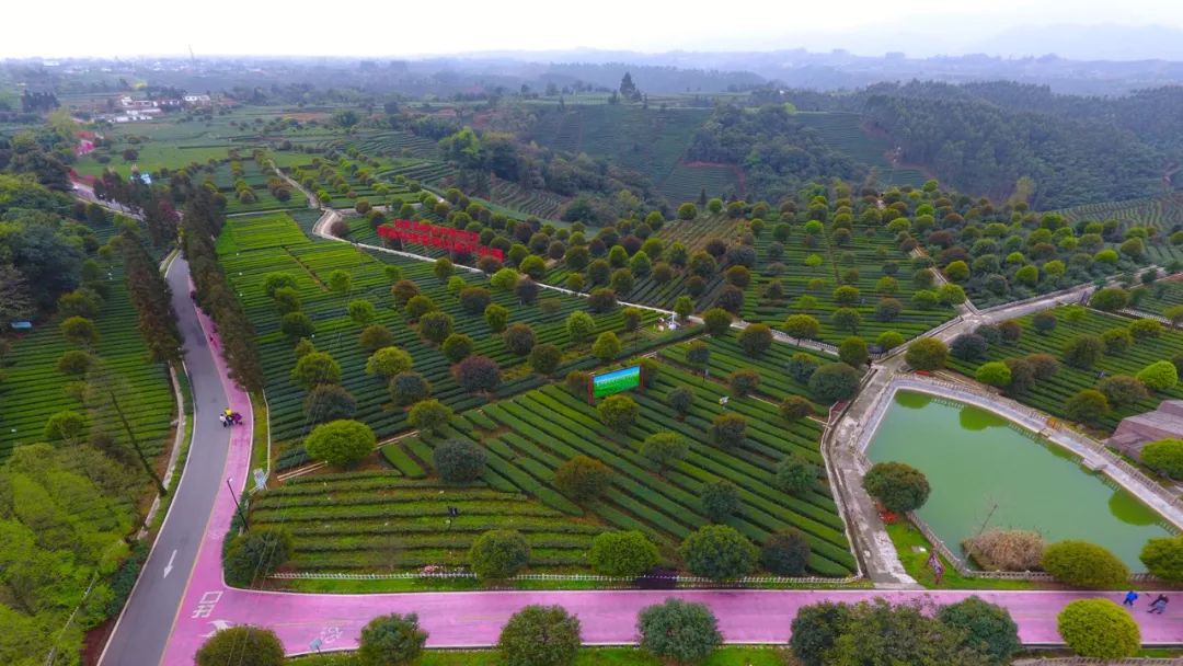 村连村户帮户*党**建引领共致富