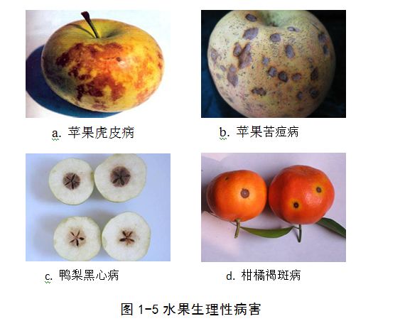 「系列科普读物-果蔬贮藏保鲜技术与设施问答」保鲜特性30问