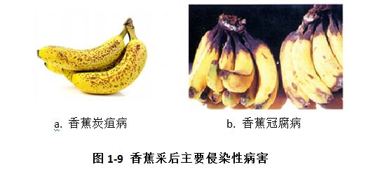 「系列科普读物-果蔬贮藏保鲜技术与设施问答」保鲜特性30问