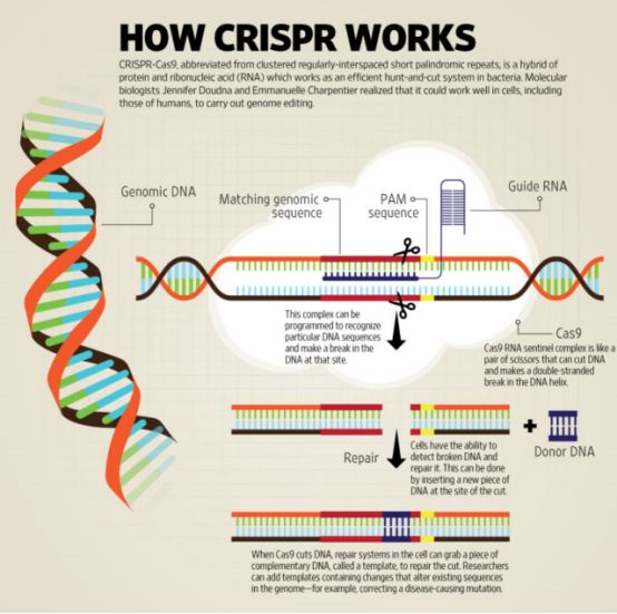 人类基因改造疗法,人类基因技术能治疗癌症吗