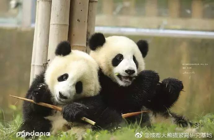 大熊猫为什么成为供品使者,大熊猫为什么受世界欢迎