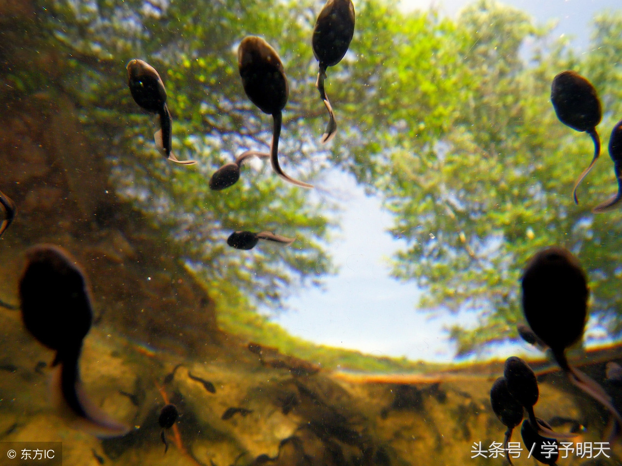 部编版语文二年级上第一单元复习,部编版二年级语文单元知识总结