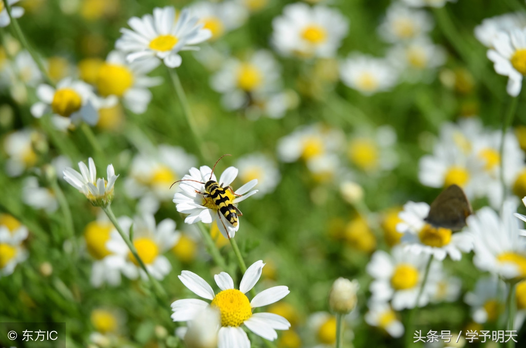 部编版语文二年级上第一单元复习,部编版二年级语文单元知识总结