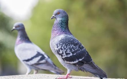 鸽子汤怎么炖最营养鸽子怎么杀,炖鸽子汤鸽子杀好后怎么处理