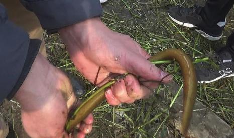 捉黄鳝的小妙招,捉黄鳝有技巧别把蛇洞当成黄鳝洞