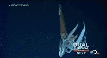 海底潜水旅行注意什么,海底潜水旅行注意事项