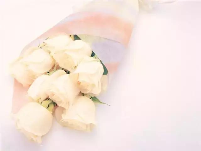 情人节玫瑰花语和图片大全,不同颜色玫瑰代表的花语