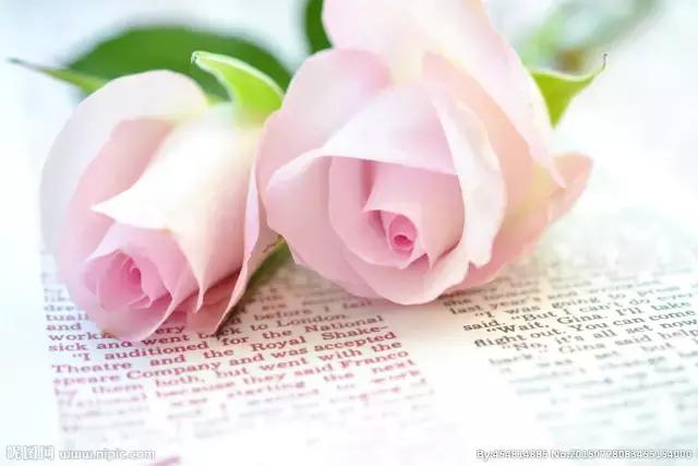 情人节玫瑰花语和图片大全,不同颜色玫瑰代表的花语