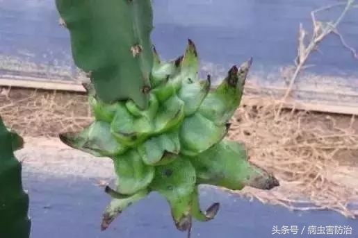 火龙果煤烟病用什么药防治,火龙果煤烟病是什么引起的