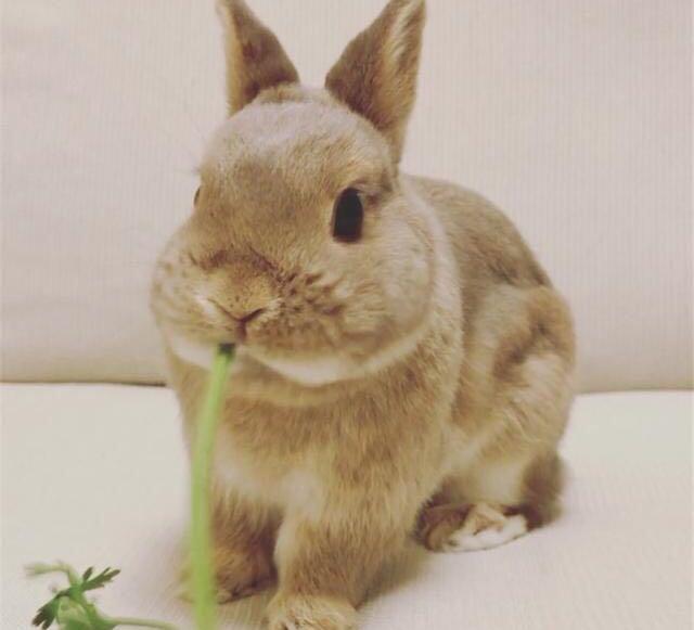 小白兔怎么养才养得活,如何养小白兔的视频