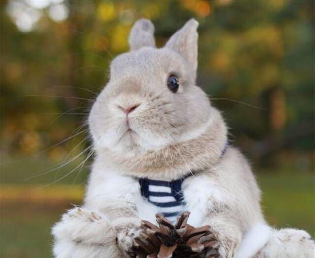 小白兔怎么养才养得活,如何养小白兔的视频