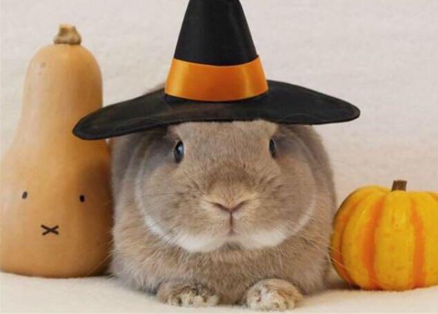 小白兔怎么养才养得活,如何养小白兔的视频