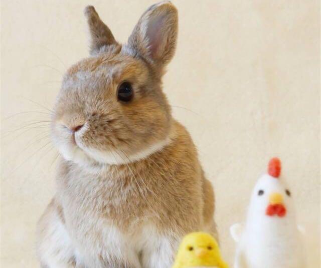 小白兔怎么养才养得活,如何养小白兔的视频