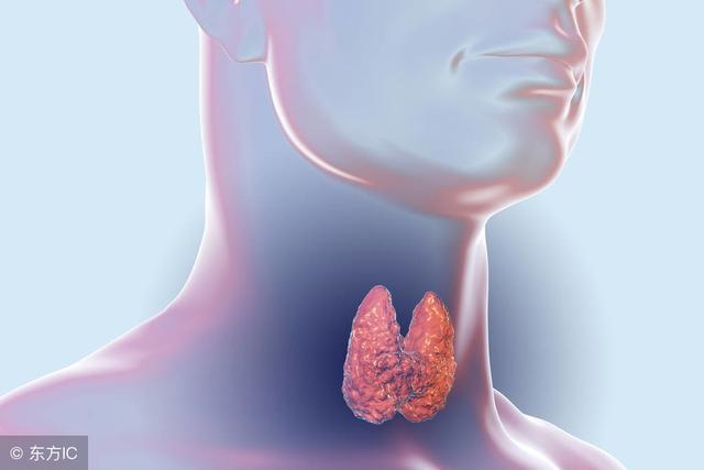 身体消瘦跟甲状腺没关系,总是犯困当心患上甲状腺疾病