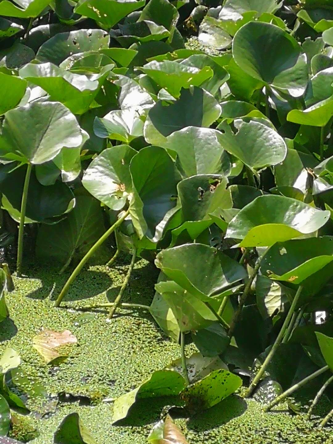 睡莲哪里可以吃,睡莲可以直接吃吗