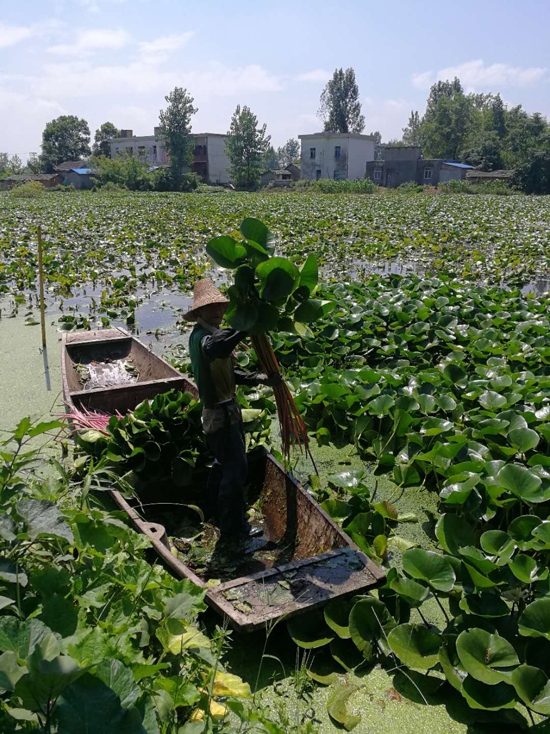 睡莲哪里可以吃,睡莲可以直接吃吗