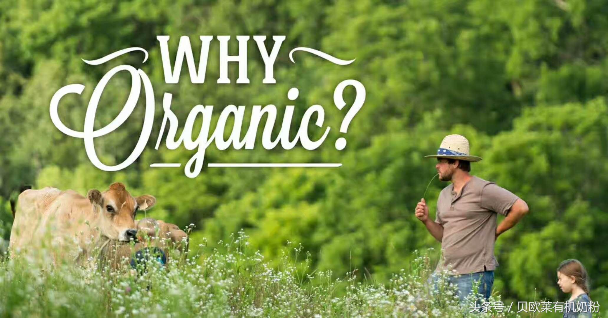 美国欧贝莱有机奶粉怎么样,贝欧莱奶粉一段测评