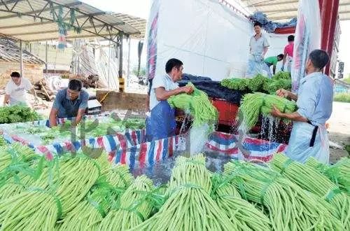 绿色豇豆怎么炒好吃,广西合浦豇豆