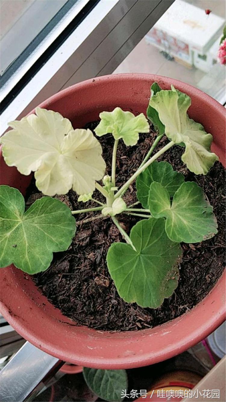 天竺葵叶子变白是什么原因,天竺葵叶边发黄怎么回事