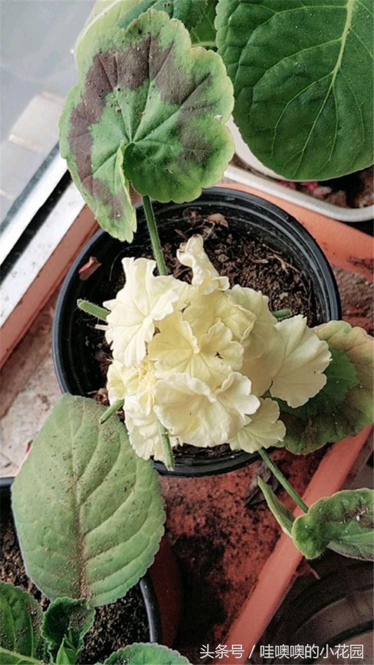 天竺葵叶子变白是什么原因,天竺葵叶边发黄怎么回事