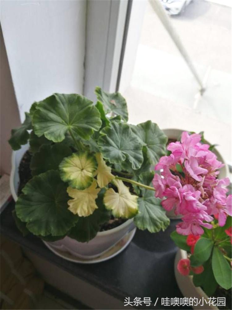 天竺葵叶子变白是什么原因,天竺葵叶边发黄怎么回事