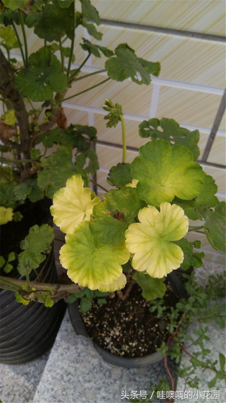 天竺葵叶子变白是什么原因,天竺葵叶边发黄怎么回事
