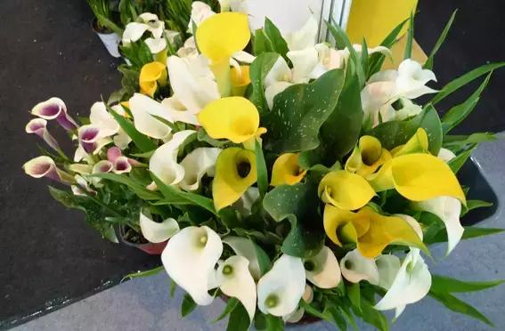 多姿多彩马蹄莲,彩色马蹄莲优雅高贵