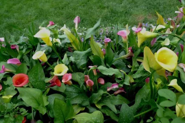 多姿多彩马蹄莲,彩色马蹄莲优雅高贵