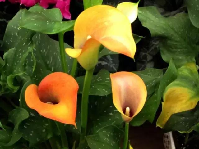 多姿多彩马蹄莲,彩色马蹄莲优雅高贵